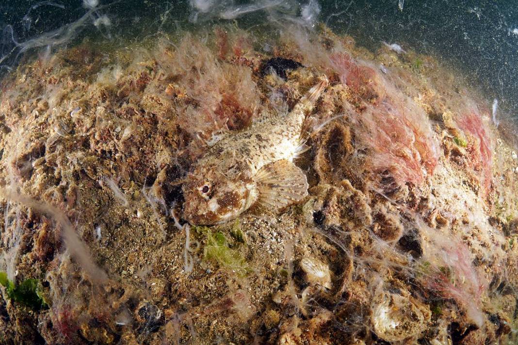 Marmara'da depremden sonra en büyük felaket sinsi sinsi gerçekleşiyor! Hiç kimse farkında değil, böyle görüntülendi 7